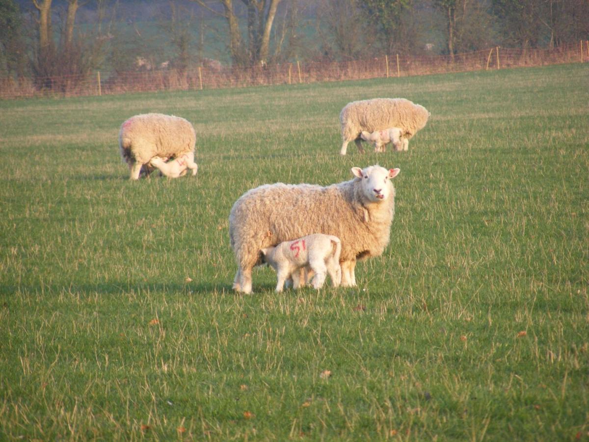 Marshwood Farm B&B And Shepherds Hut Dinton  Buitenkant foto
